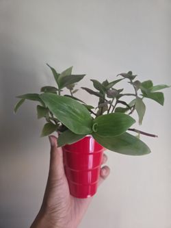 Plant rooting in water