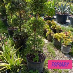 Topiary Sale FROM $55
