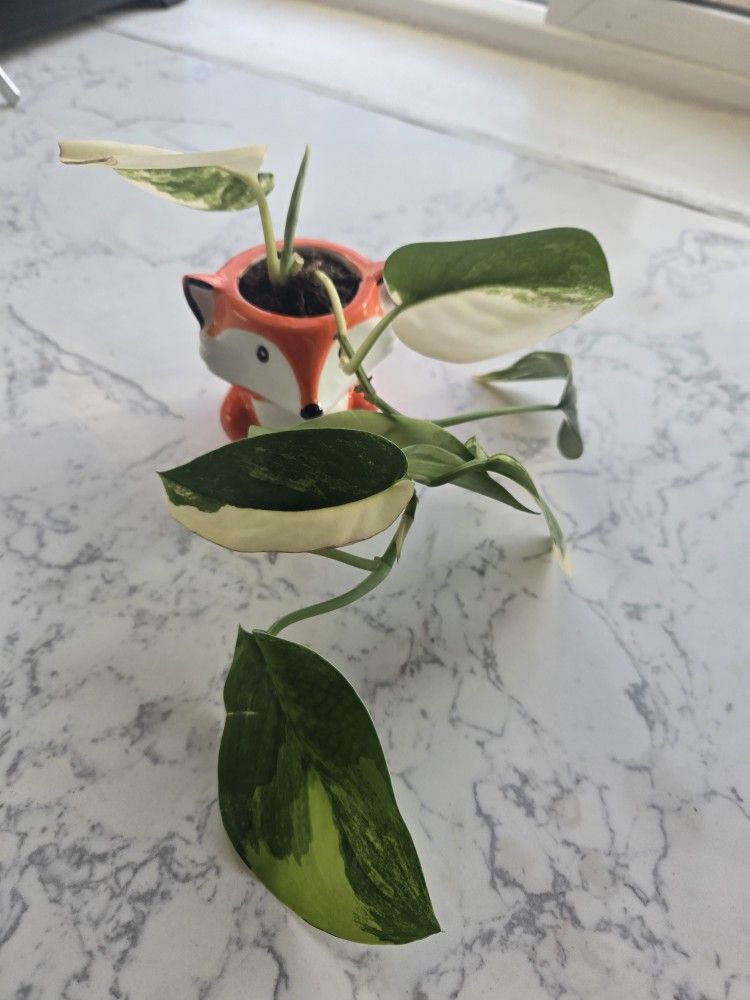 Plant