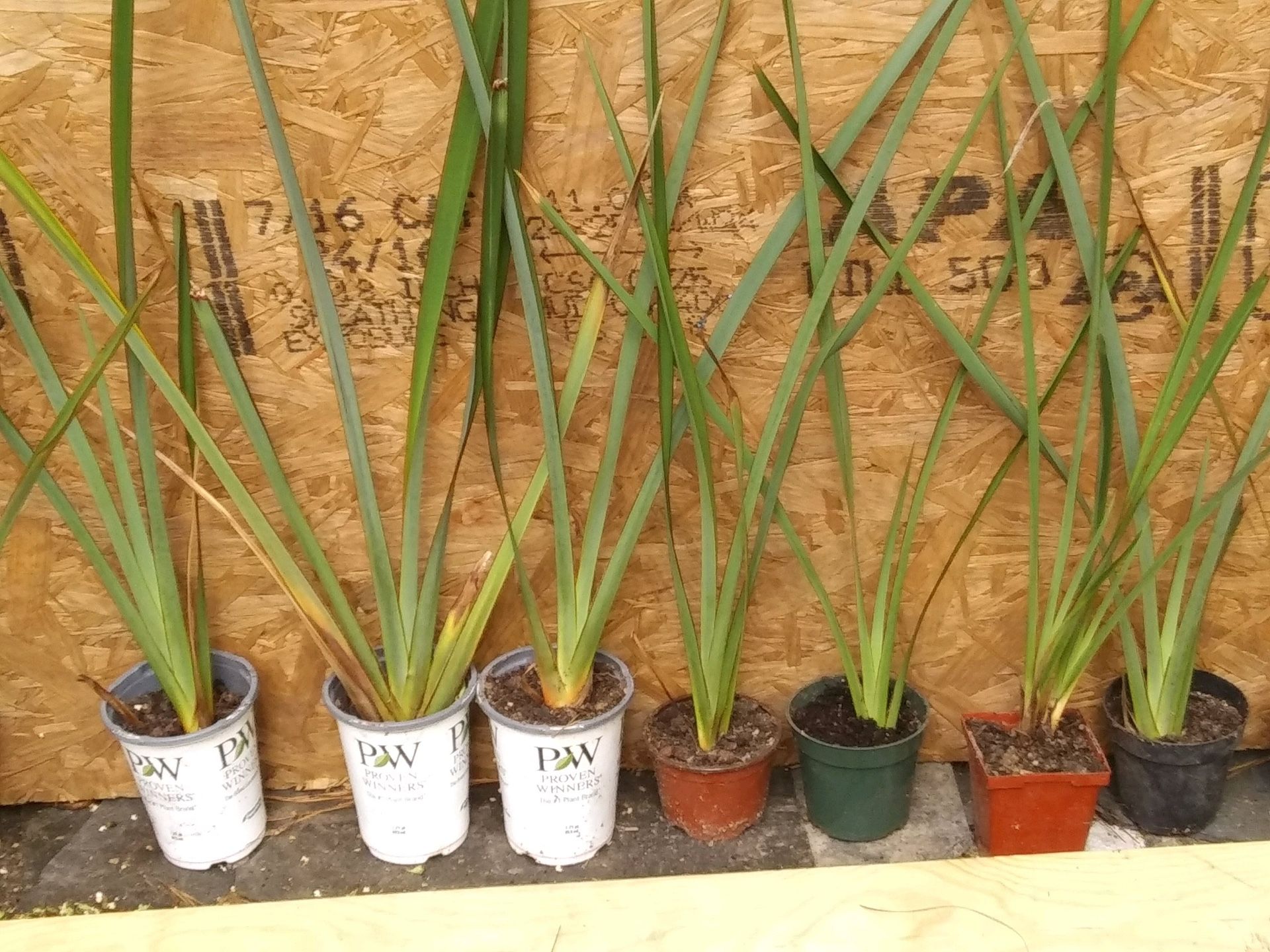 Phormium Plants