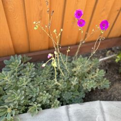 3 gallon Rock Purslane Succulent cuttings