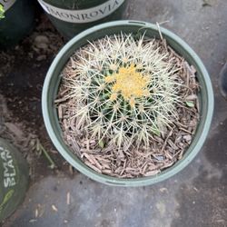 Golden Barrel Cactus
