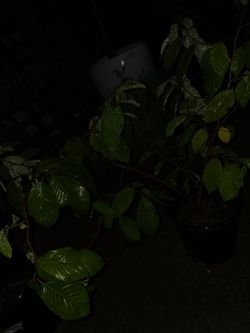 Chirimoya 4 year old plant
