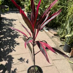 Cordyline Intense Hot Pepper