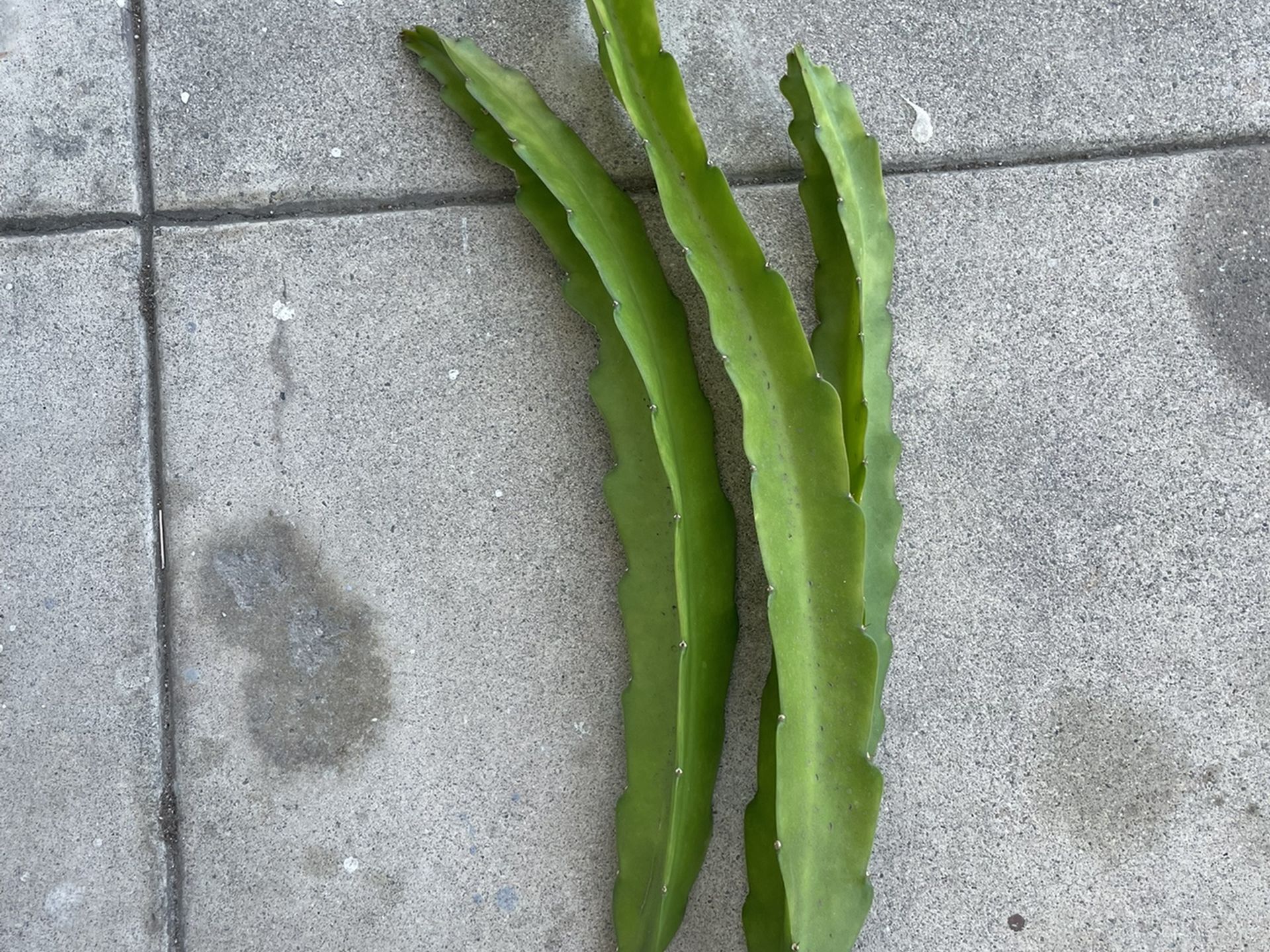 3 Connie Mayer Dragon Fruit Cuttings 