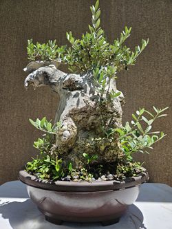 Old Olive Bonsai Tree