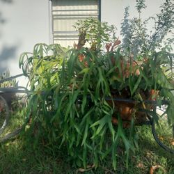 50 Years Old Staghorn Plant