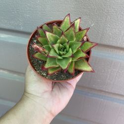 4” Echeveria Lipstick