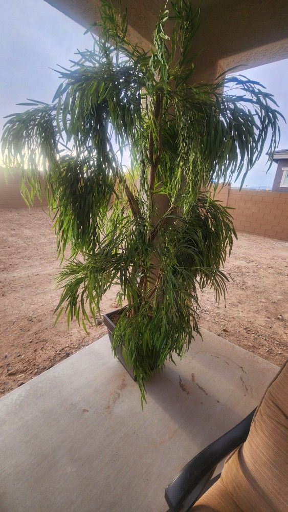 Synthetic Plant. Large