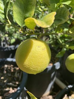 Citrus Trees- 5 Gallon Size- Orange Trees- Lemon Trees- Lime Trees