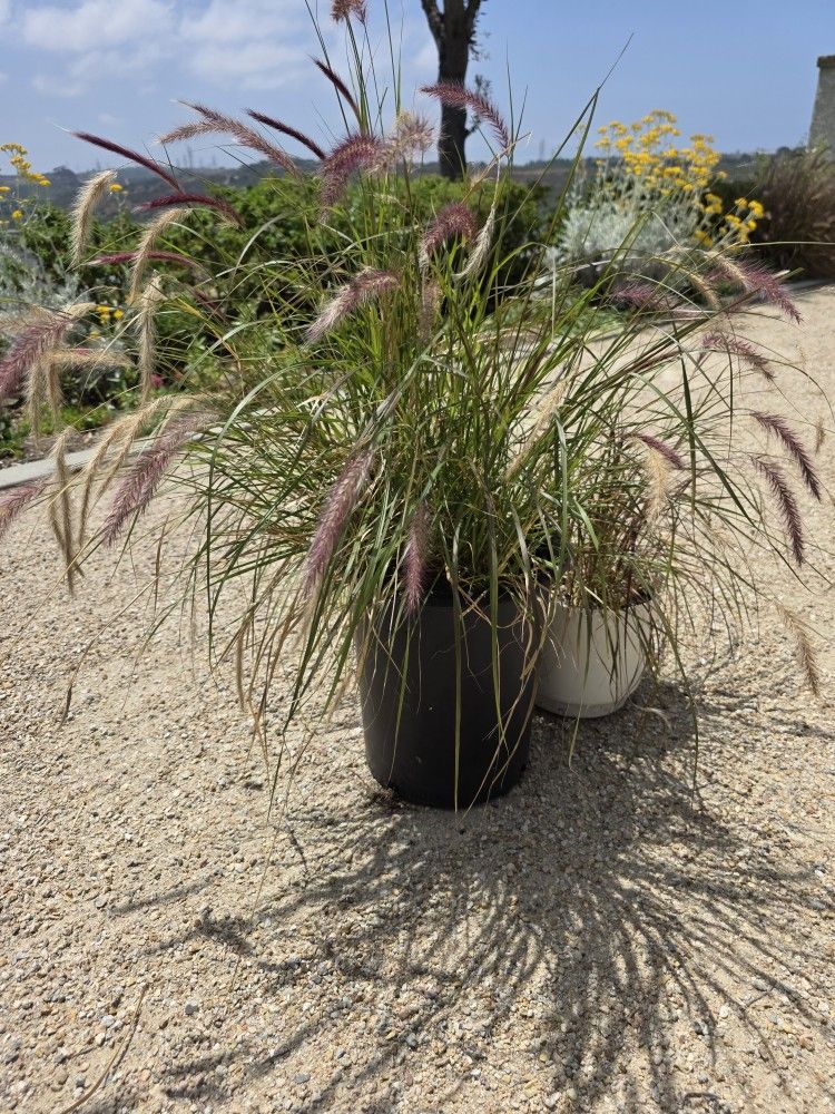Red Fountain Grass "Pennisetum Setaceum"