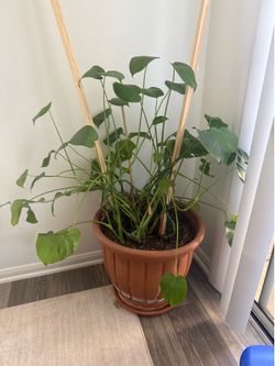 Large Monstera Plant in Terracotta Pot – Healthy Indoor Houseplant