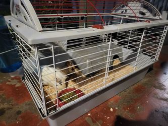 Guinea Pig Enclosure/Cage