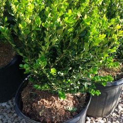 Boxwood 
