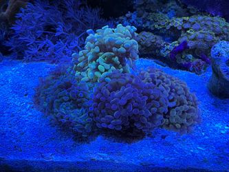 4 different aquarium decoration colors, pest free.