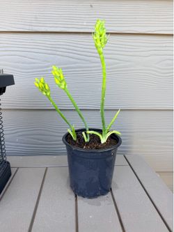 Plant perennial