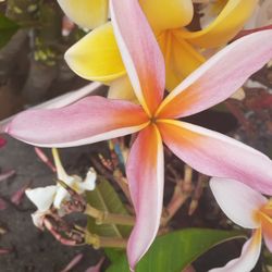 Colorful Fragrant Plumeria Cuttings With Flowers Intact Ready To Plant