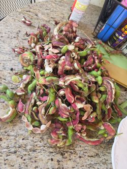 Fresh  guamuchiles