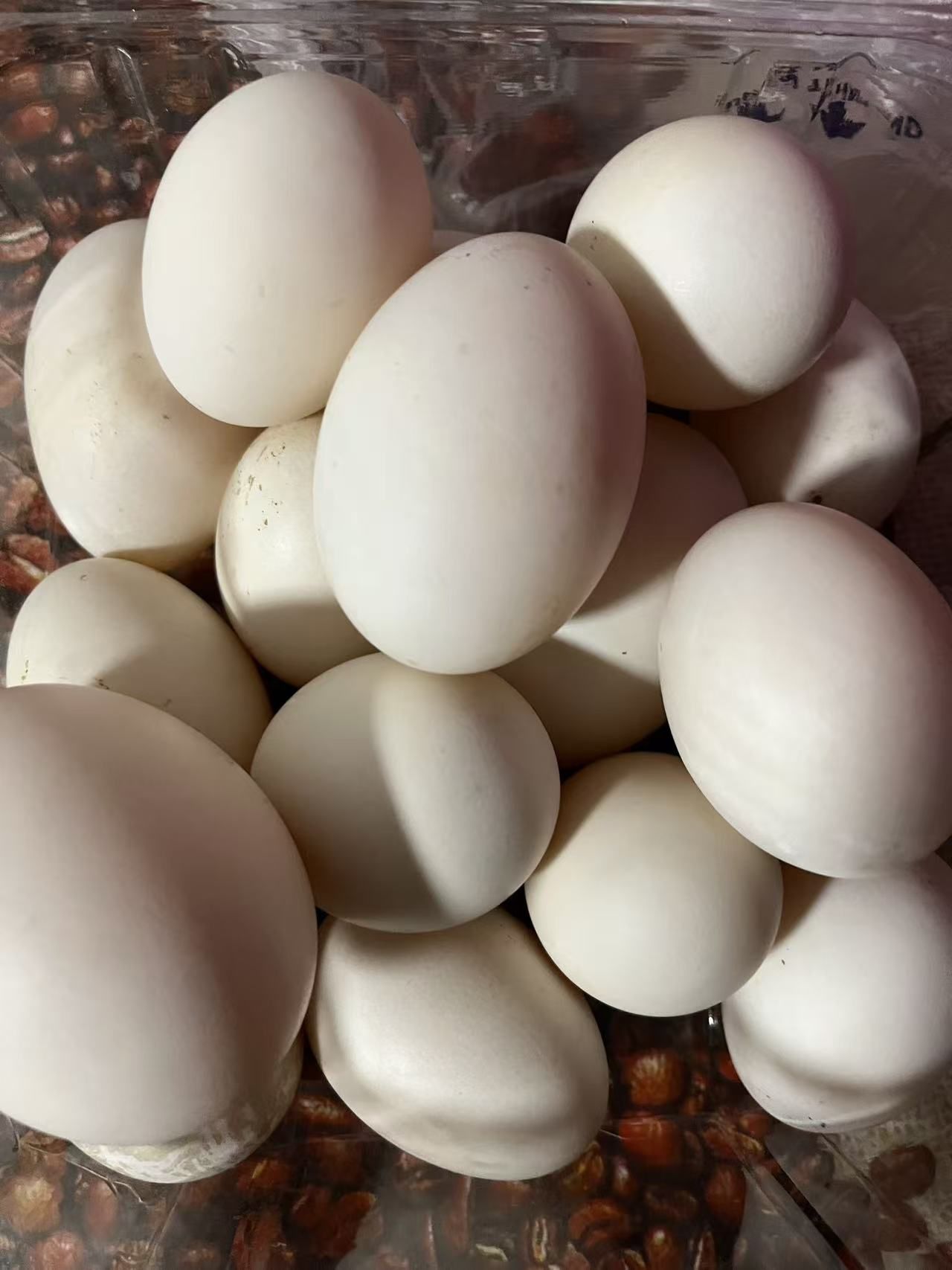 Fresh Muscovy duck eggs$1/one , Fertilized eggs $2/one
