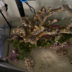 Salt Water Tank Take Down