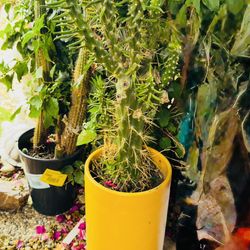 Cactus 🌵 