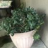 Azucena