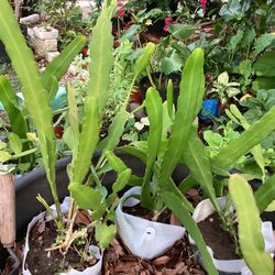 Night Queen Or Bramha Kamal Flowers Plant 