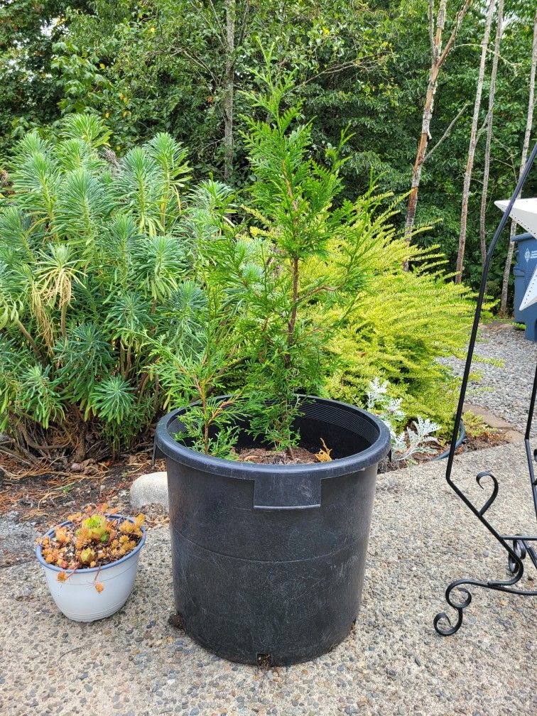 Plants , Herbs Flowers And Garden Containers