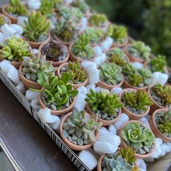 Live Succulent Party Favors 
