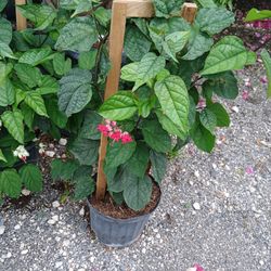 Bleeding Heart Vine 🌱$25 ❤️ 
