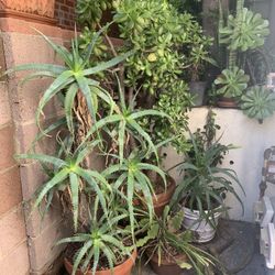 Potted Plants In Terra Cotta Container Plus Saucers, More $15 And Up