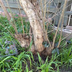 Pomegranate Tree