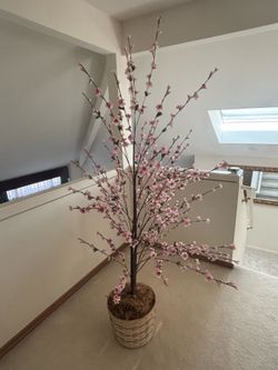 Indoor Tree