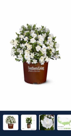 Rare Gardenia Plant-Jubilation 3Gal