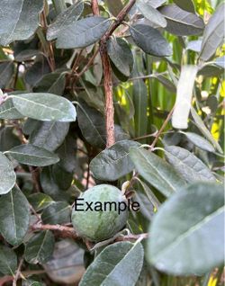pineapple guava tree