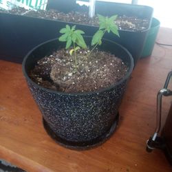 Flower Pot With Clones