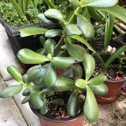 Jade Plant 
