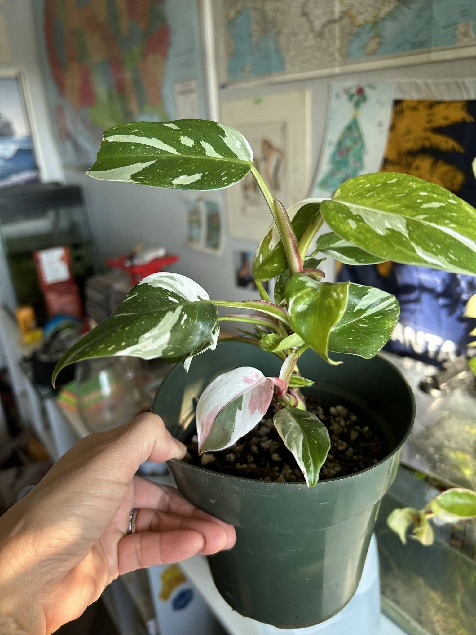 Philodendron White Princess