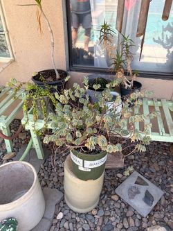 Succulents For Sale