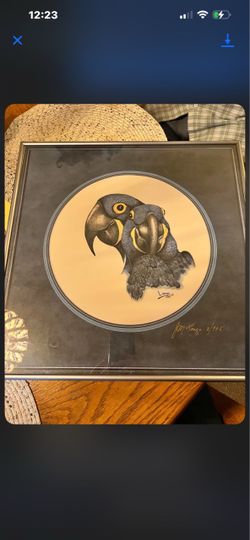 Hyacinth Macaw prints