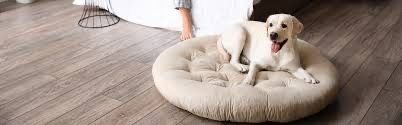 Used Bed For Dogs $24 Each
