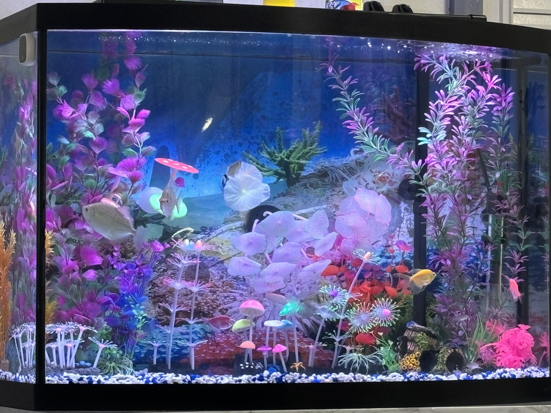 Aquarium 36 Gallons