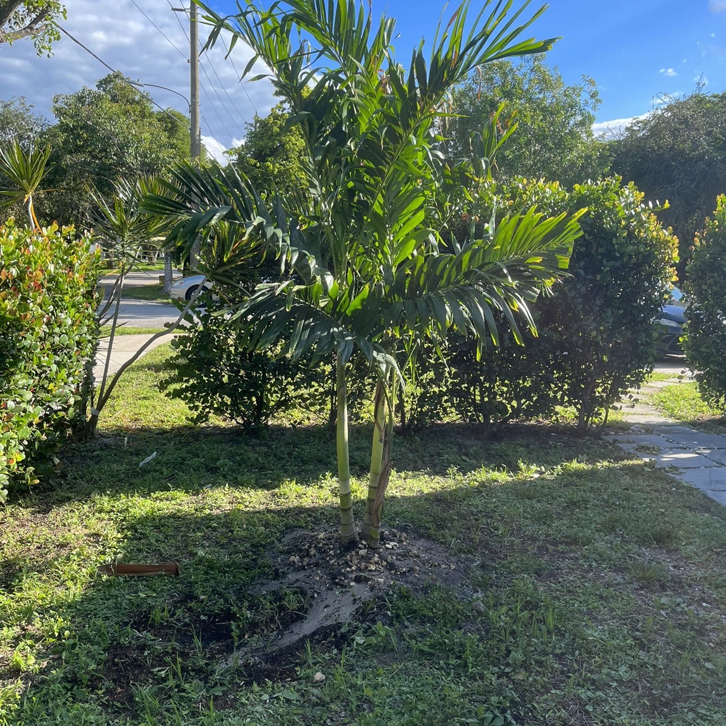 Christmas Palms (delivery/installation) 