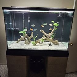 Fish Tank 