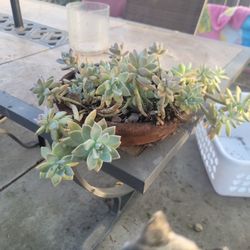 Succulent 