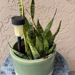 Beautiful Snake Plants In Ceramic Planters $30 each firm