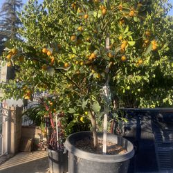 Kumquat Plant For Sale