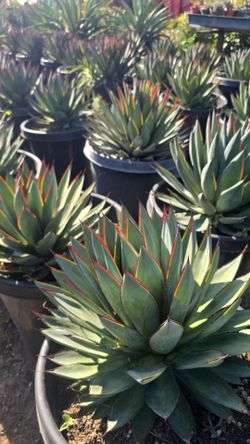 Agave Blue Glow