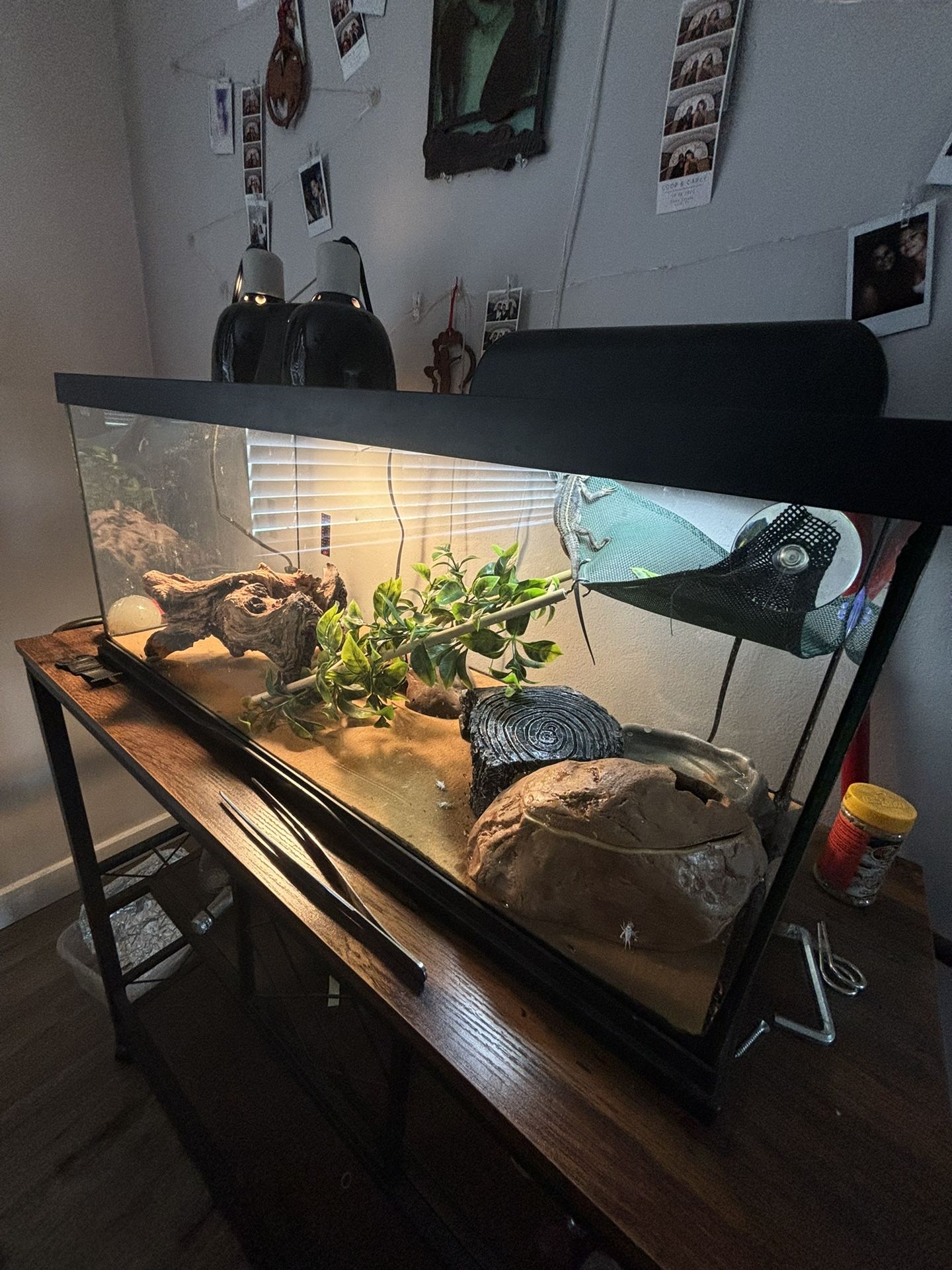 Bearded Dragon 20 Gallon Tank