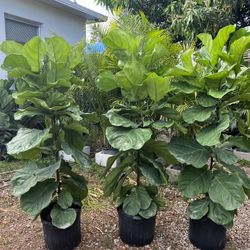 Fiddle Leaf Fig In 7 gls Pot. SPECIAL PRICE!🤩